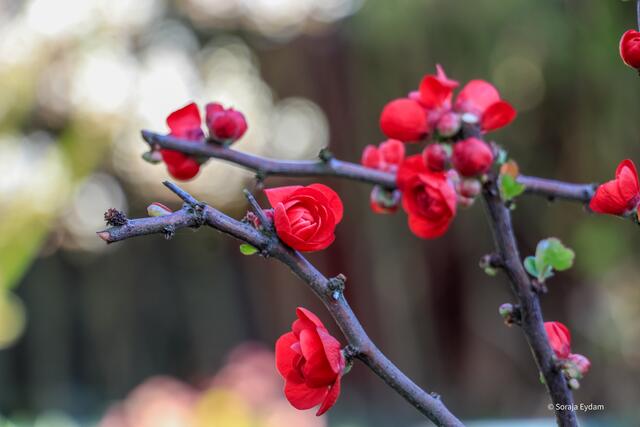 Zierquittenblüten | Foto: Soraja Eydam 