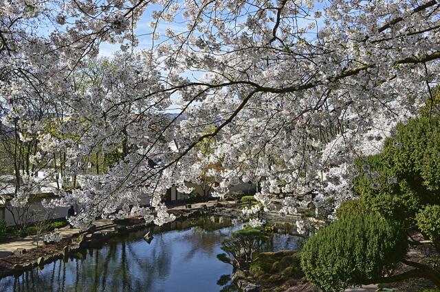 Kirschblüte im Japanischen Garten KL | Foto: Ilona Schäfer