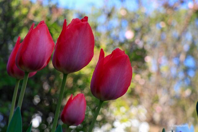 Tulpen | Foto: Soraja Eydam 