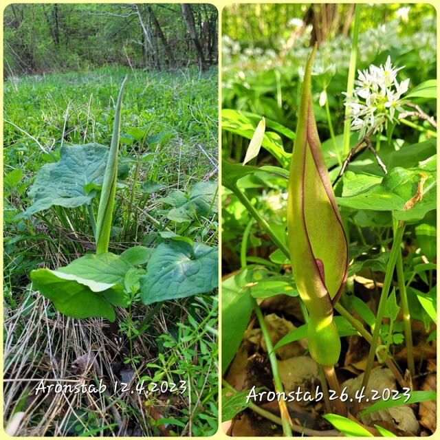 Der Aronstab erscheint gleichzeitig mit dem Bärlauch in unseren Wäldern und bildet im April eine große Blüte aus.  | Foto: Andrea Abt 