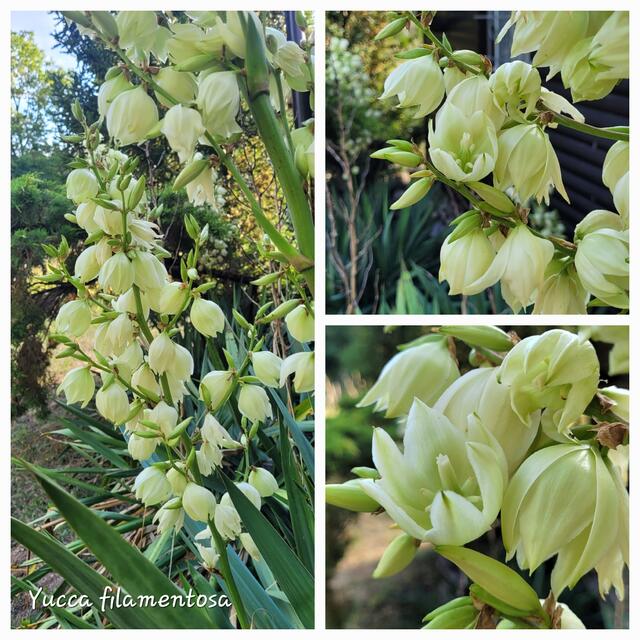 Fädige Palmlilie (Yucca filamentosa) | Foto: Andrea Abt