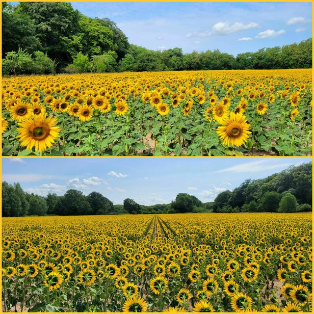 ... der Sonne entgegen ... Vorder- und Rückseite | Foto: Andrea Abt 