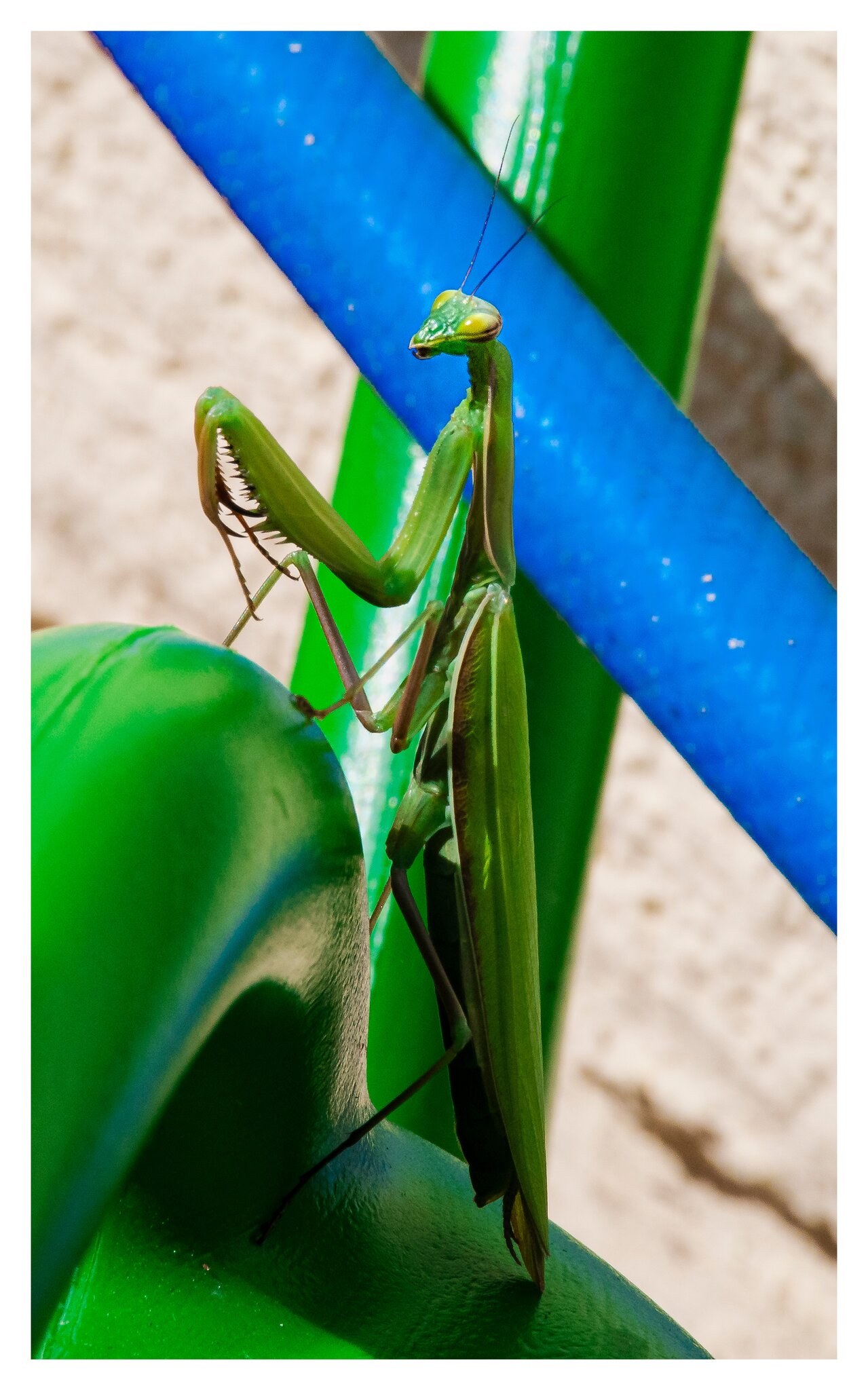 Sehr seltene Gottesanbeterin im Garten entdeckt