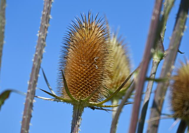 Färberkarde im August | Foto: Andrea Abt