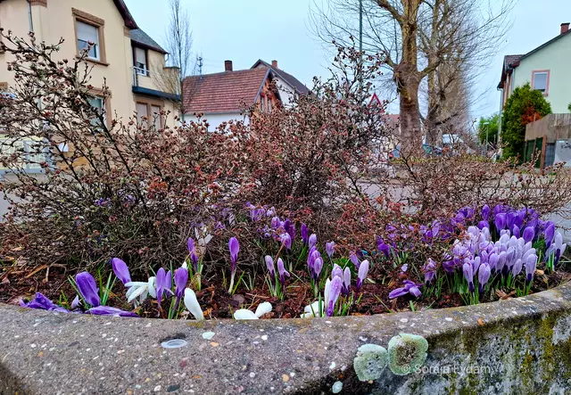 Krokusse  | Foto: Soraja Eydam 