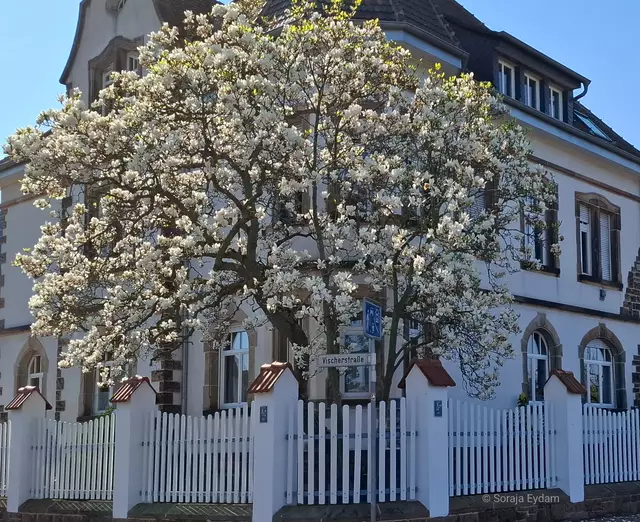 Magnolienbaum | Foto: Soraja Eydam 