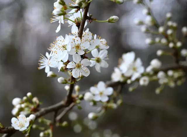 Prunus | Foto: Andrea Abt