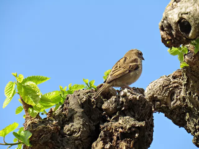 Der Spatz von Avignon, gesehen auf der Leserreise Flusskreuzfahrt | Foto: Brigitte Melder
