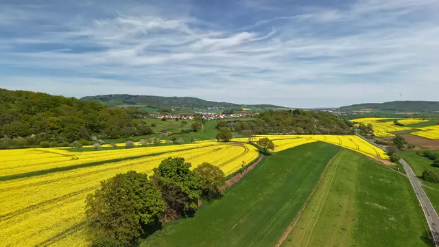 Rapsblüte bei Winnweiler | Foto: Stephen Wüstenberg