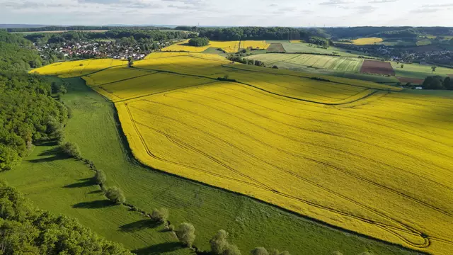 Rapsfelder zwischen Gonbach und Münchweiler im Donnersbergkreis | Foto: Stephen Wüstenberg