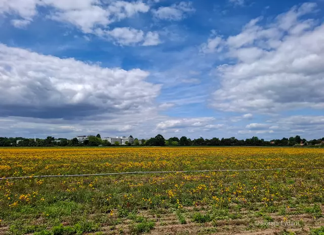 Arnika-Feld | Foto: Soraja Eydam 