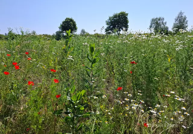 Wildblumenwiese | Foto: Soraja Eydam 