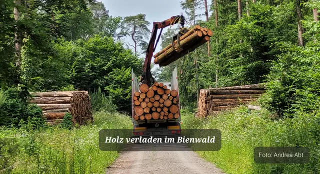 Holzstämme verladen im Bienwald | Foto: Andrea Abt 