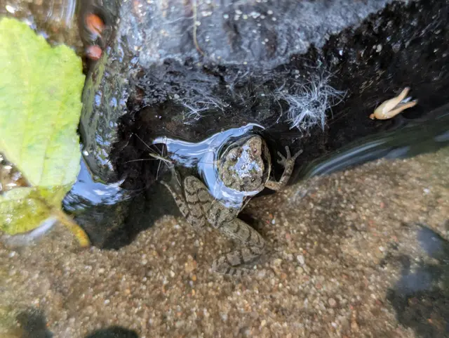 Wasserläufer und vermutlich Grasfrosch | Foto: Eigensfoto