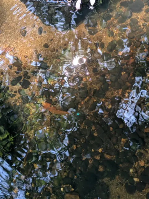 Wasserläufer | Foto: eigenes Foto