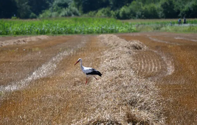 Storch in Jockgrim | Foto: Andrea Abt