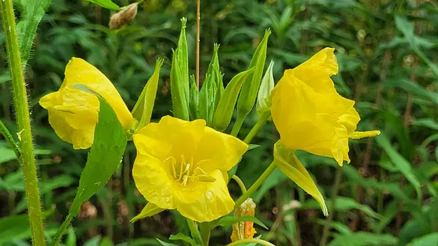 Die Nachtkerze: essbare Einwanderin aus Nordamerika | Foto: Andrea Abt 