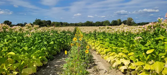Blühstreifen im Tabakacker in Neupotz | Foto: Andrea Abt 