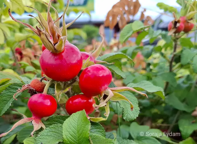 Hagebutten | Foto: Soraja Eydam 