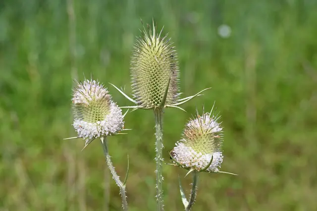 blühende Färberdistel (Färberkarde) | Foto: Andrea Abt