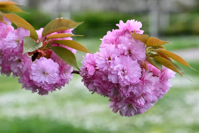 Japanische Kirschblüte auf dem Friedhof in Wörth | Foto: Andrea Abt