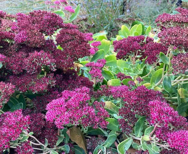 Zum Ende des Sommers lädt das Gartenbauamt Karlsruhe Sonntag, 21. September 2025, wieder zu einer Führung im Zoologischen Stadtgarten mit dem Thema „Stauden“ ein. Treffpunkt ist um 10:30 Uhr beim Eingang Nord (Nancyhalle). Die Führung ist kostenfrei, jedoch ist der Erwerb einer gültigen Eintrittskarte erforderlich | Foto: Sonja Strehle