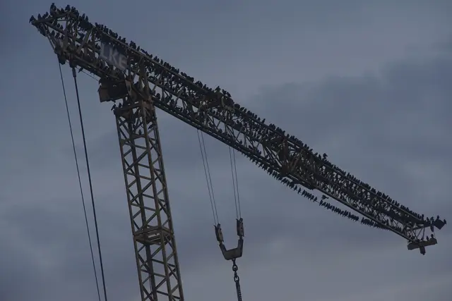 Die Vögel | Foto: Privat Eigen