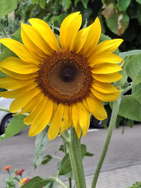 Sonnenblume in Landstuhl | Foto: Ralf Walz