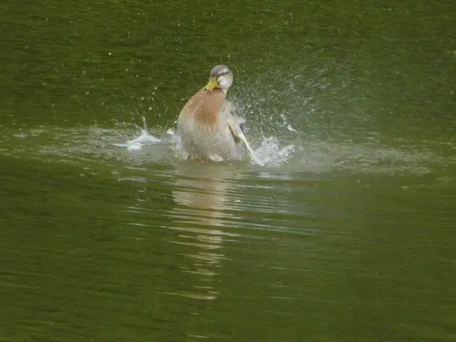 Ente am Gelterswoog | Foto: Ralf Walz