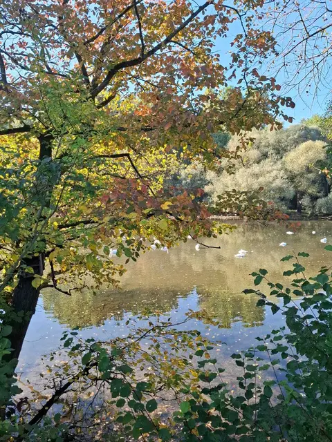 Schwäne im Altrhein bei Maximiliansau  | Foto: Herbert Wetterauer
