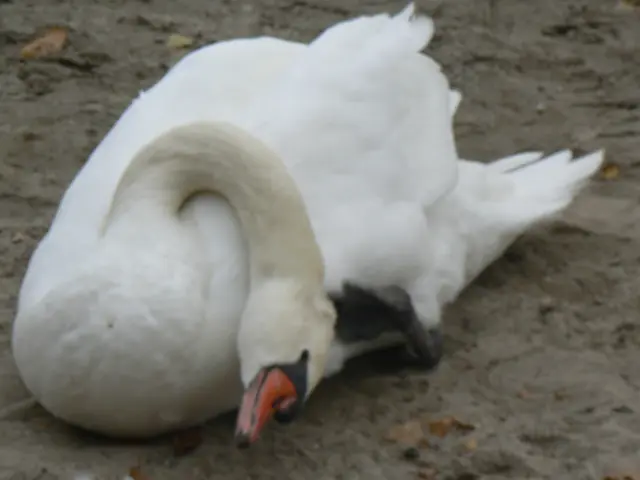 Spielt den sterbenden Schwan 
 am Lambsheimer Weier. | Foto: Gubo