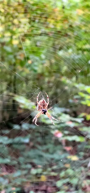 Spinne - gesehen im Bienwald  | Foto: Andrea Abt 