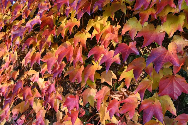 Wilder Wein | Foto: Andrea Abt