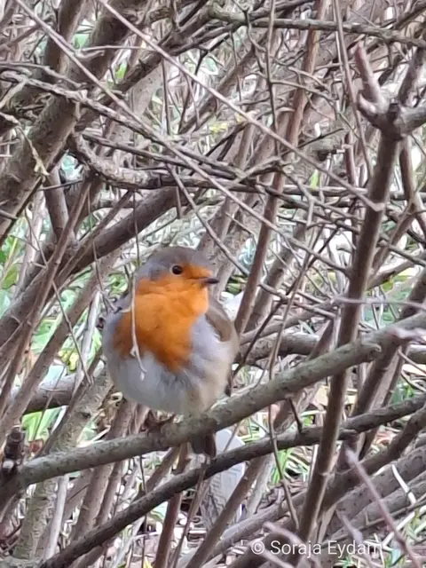 Rotkehlchen  | Foto: Soraja Eydam 