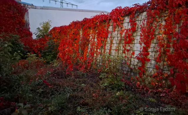 Wilder Wein | Foto: Soraja Eydam 