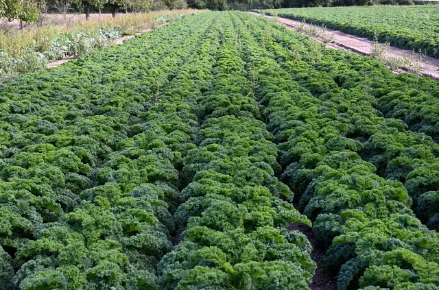 Wintergemüse Grünkohl in Rheinzabern | Foto: Andrea Abt