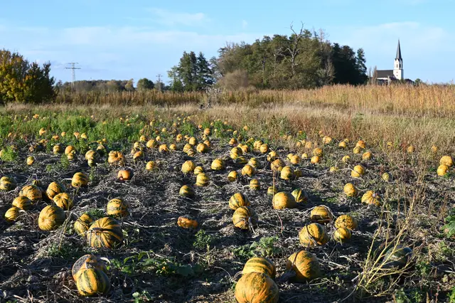 Ölkürbis Olga für Kürbiskernöl aus Rheinzabern | Foto: Andrea Abt