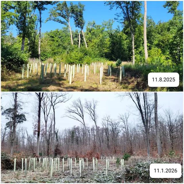 Im Bienwald: gleiche Stelle im Sommer 2025 und im Winter 2026 | Foto: Andrea Abt