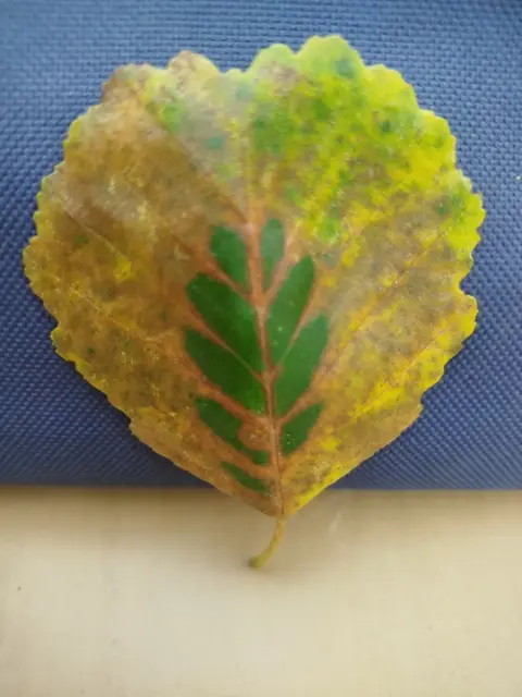 Ein Herz, das schlägt, ein Geist, der träumt,
Ein Leben, das lebenswert ist, das nicht versäumt.
Mit Hoffnung, Mut und Liebe zu sich selbst,
Findet es den Weg, von laut zu leise.

Ein Schrei in der Stille, ein Ruf nach mehr,
Ein Flüstern der Seele, das nur noch hört.
Die Stille umgibt, die Ruhe kehrt ein,
Ein Frieden, der nur noch leise ist, doch stark und rein.

Mit jedem Atemzug, mit jedem Schritt,
Wächst die Stärke, wird die Seele fit.
Ein Herz, das liebt, ein Geist, der träumt,
Ein Leben, das lebenswert ist.

Du bist wertvoll, lass dich nicht verändern. | Foto: Manu Wo