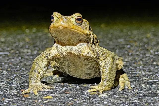 Foto: Klaus Eppele