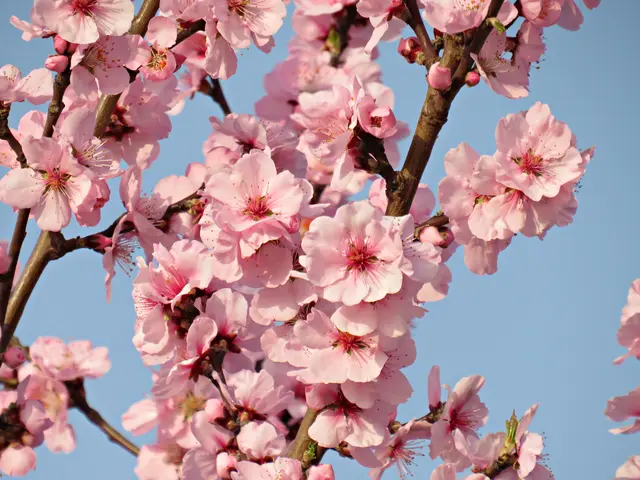 Ein Traum in Rosa | Foto: Brigitte Melder