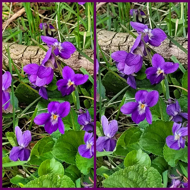 Duftveilchen | Foto: Andrea Abt 