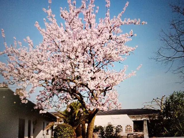 Weingut Raßkopf-Hofmann

🎶 Musikprogramm:
Samstag, 14.03. | 18:00 Uhr: Partyband Music Mix
Sonntag, 15.03. | 13:00–16:00 Uhr: Pälzer Middach mit Mr. Pälzer Schorle Light
Samstag, 21.03. | 19:00 Uhr: Beat Bandits
Sonntag, 22.03. | 13:00–16:00 Uhr: Reflection(2)
🕓 Öffnungszeiten:
Samstag ab 16:00 Uhr
Sonntag ab 12:00 Uhr | Foto: Gunter Bohrer 