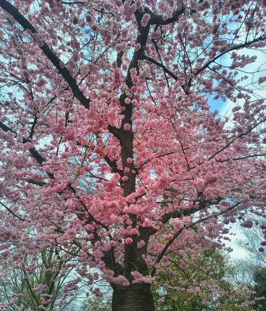 Blütenpracht im Schlossgarten Karlsruhe | Foto: Frühlingserwachen