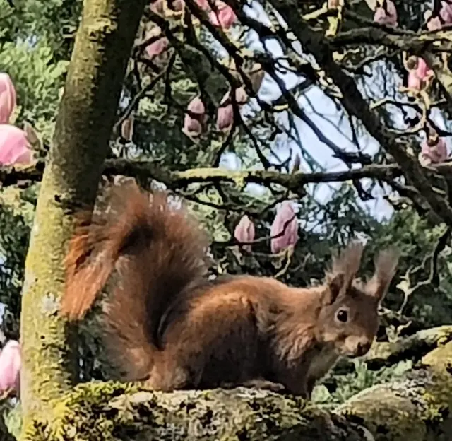 Eichhörnchen im Schlossgarten Karlsruhe | Foto: Eichhörnchen 