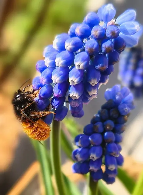 Fleißiges Bienchen in Bruchsal | Foto: CS