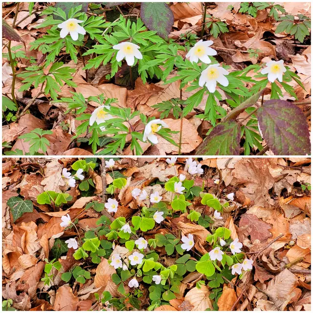 Die Sonne lockt die Frühjahrsblüher unter dem trockenen Laub hervor.  | Foto: Andrea Abt 