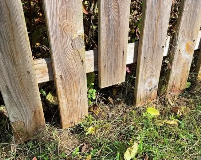 Was, wenn der beste Schneckenschutz kein Gift braucht? Igel erledigen den Job – leise, gratis und gründlich. Wilde Ecken im Garten reichen oft schon. Vielleicht lohnt es sich, kurz innezuhalten, bevor Falle oder Chemie zum Einsatz kommen.

Hier eine kleine Hilfe für die tollen Helfer... Damit dem Nachbarn, auch geholfen wird 😉. | Foto: Manu Wo