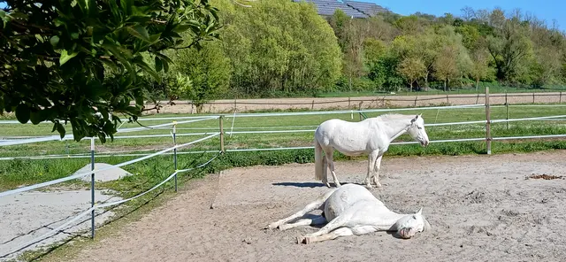 Dieses Foto entstand im Reitclub Speyer, in Speyer.

Ein Pferd liegt ruhig im Sand, vollkommen entspannt. Das andere bleibt stehen – still, wachsam, als würde es über seinen Gefährten wachen.
In diesem stillen Moment liegt etwas, das man nicht erklären muss: Vertrauen.
„Während du schläfst, wache ich über deine Welt.“ | Foto: Liubov Arnold