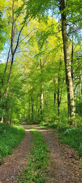 Frühling  | Foto: Andrea Abt 